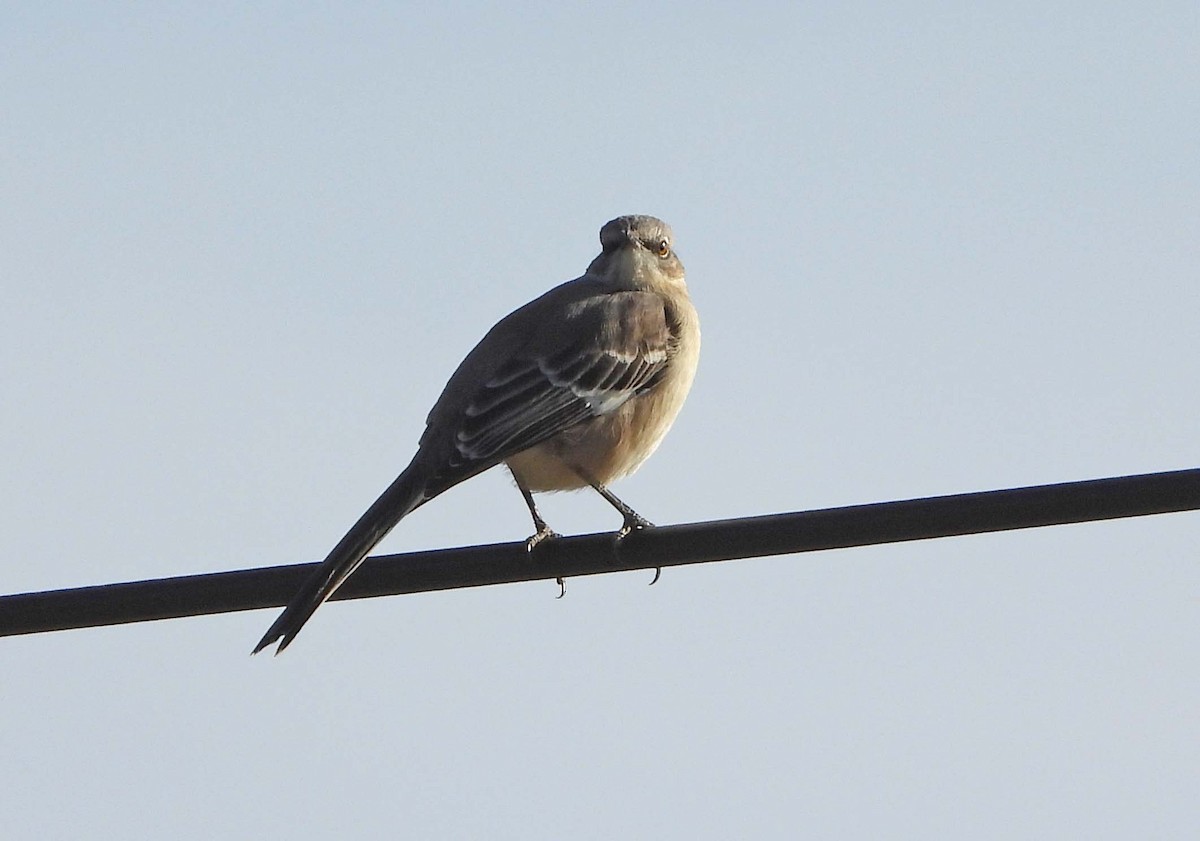 Пересмішник багатоголосий - ML647317380