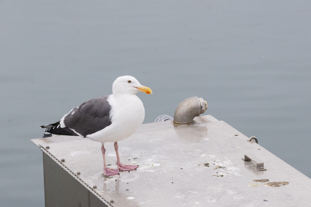 Мартин західний - ML647317405