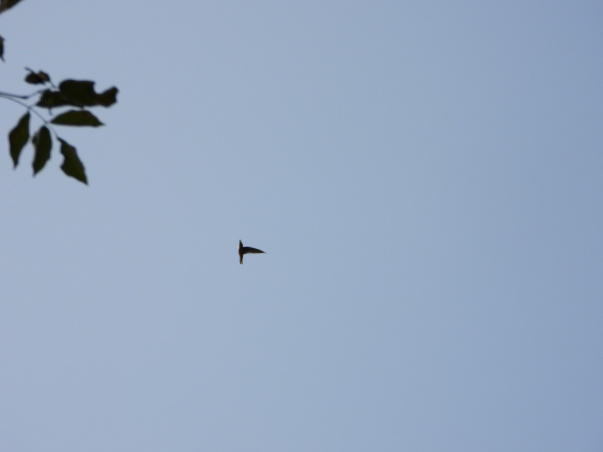 Little Swift - ML647317407