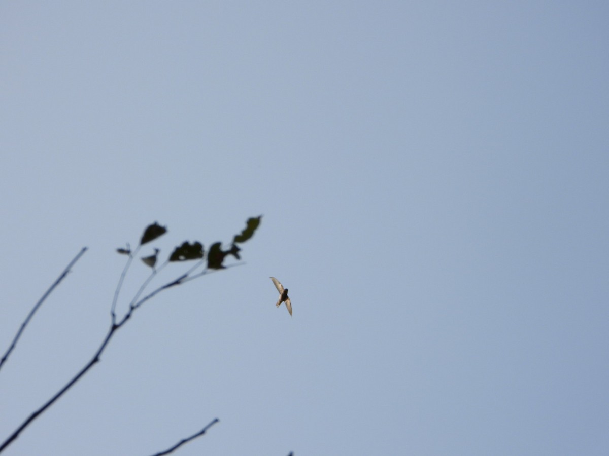 Little Swift - ML647317409