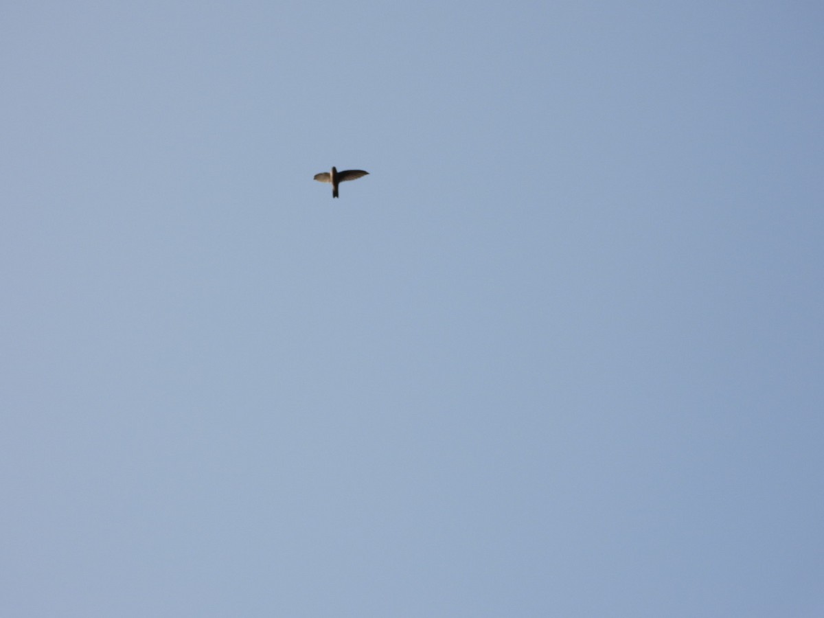 Little Swift - ML647317410