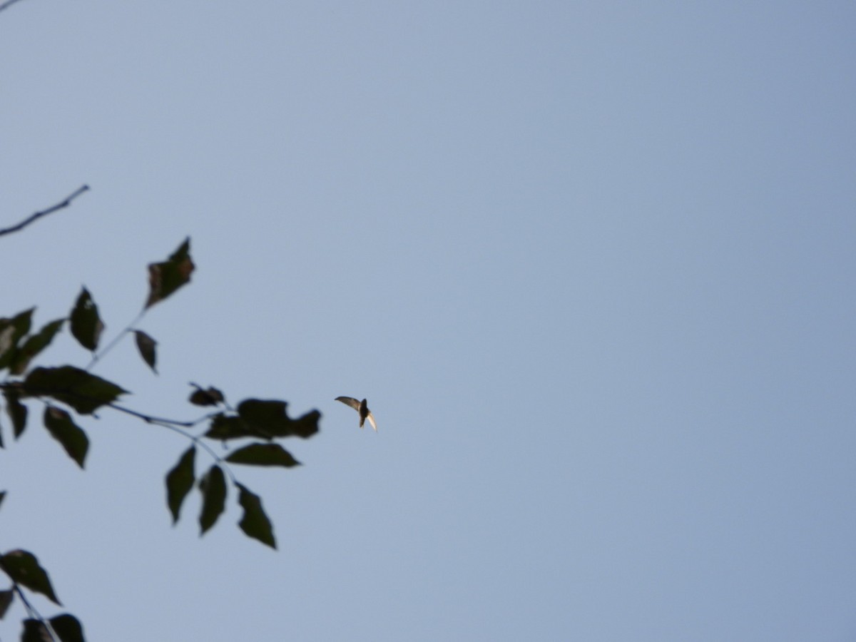 Little Swift - ML647317411