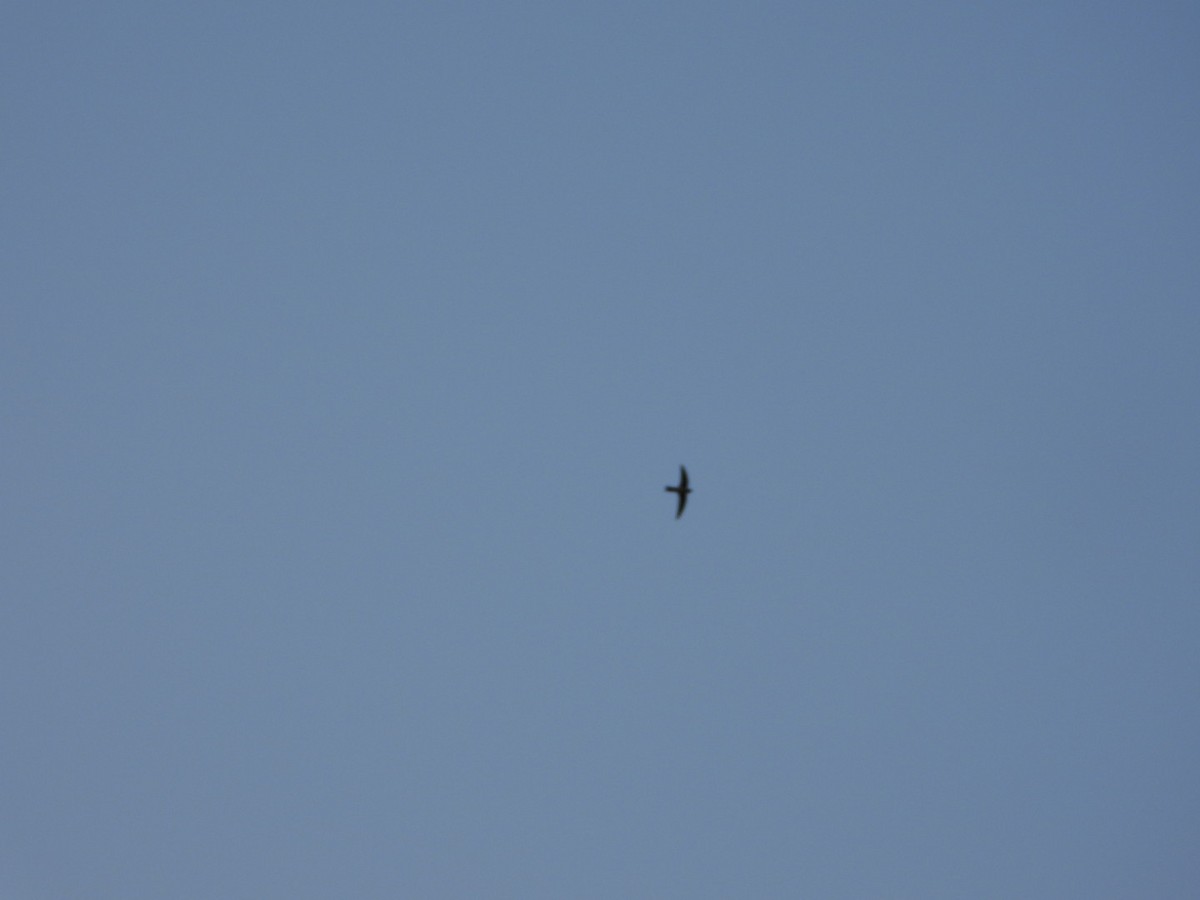 Little Swift - ML647317412