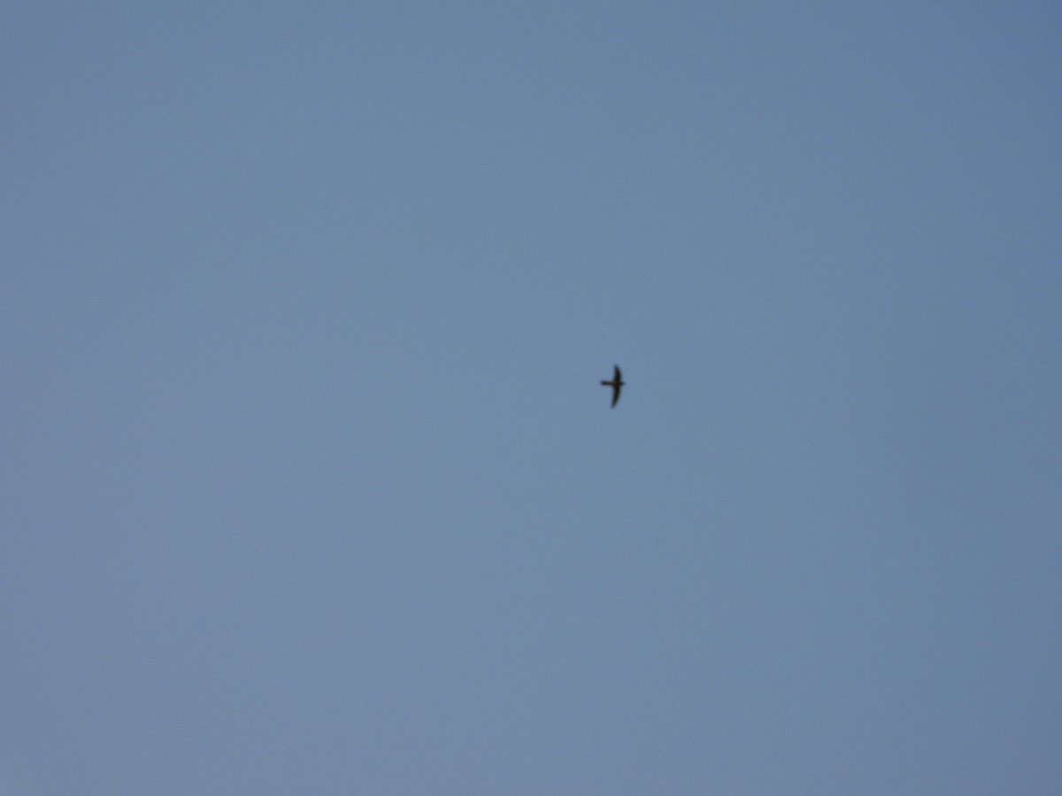 Little Swift - ML647317413