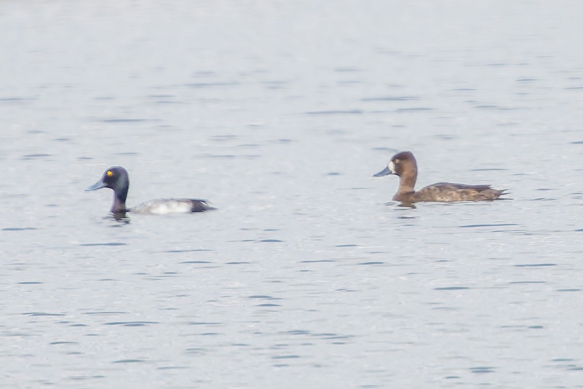 コスズガモ - ML647317415