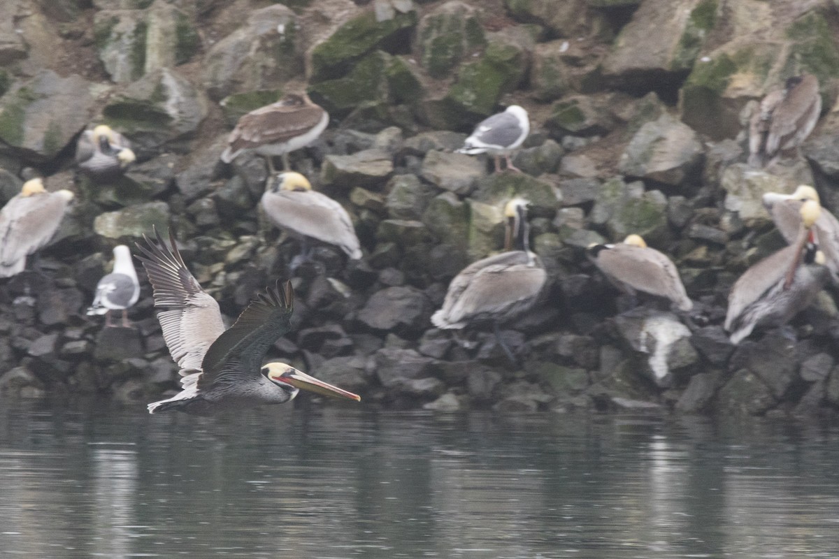 Пелікан бурий - ML647317421