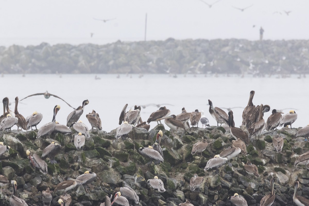 Пелікан бурий - ML647317423