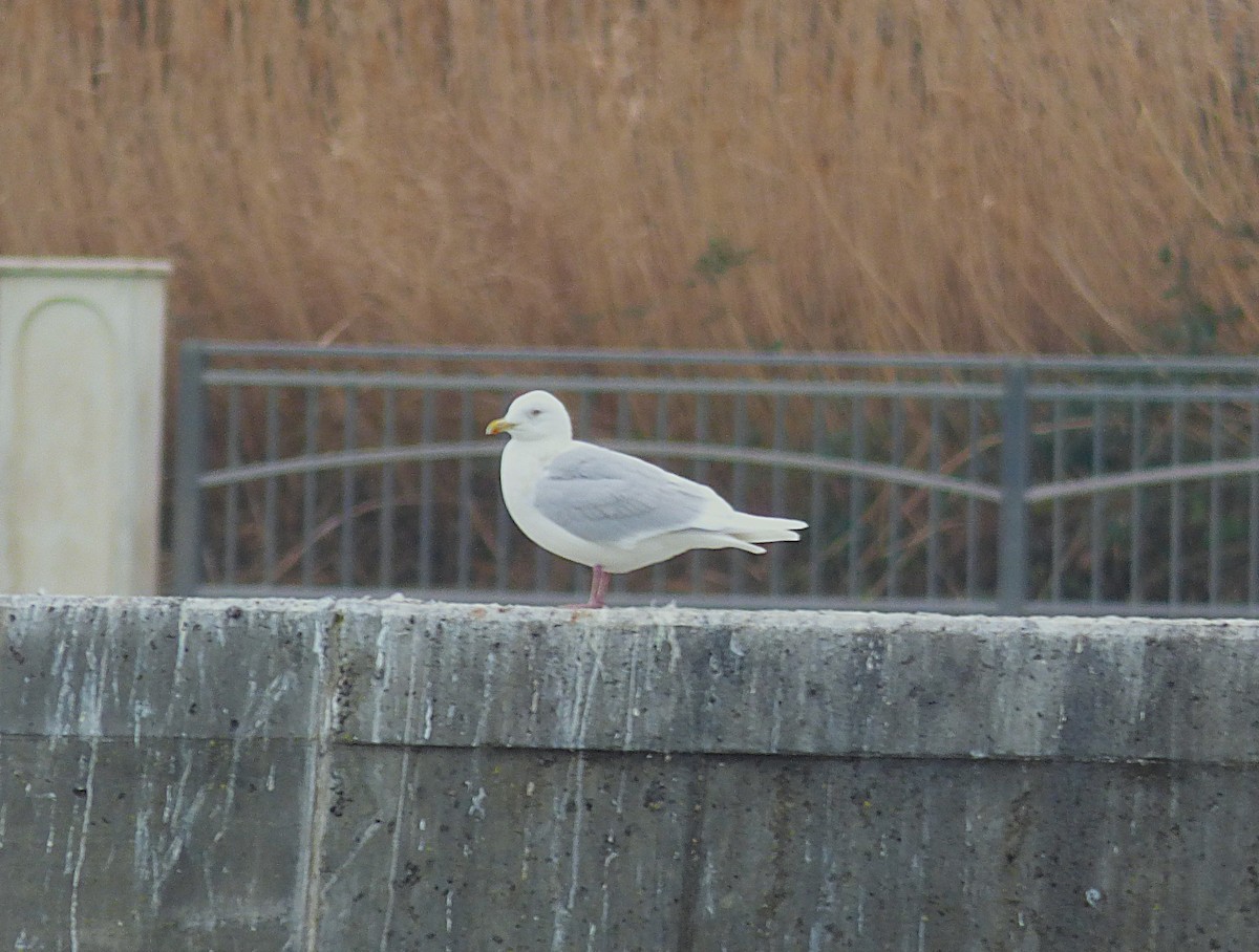 Мартин гренландський - ML647317425