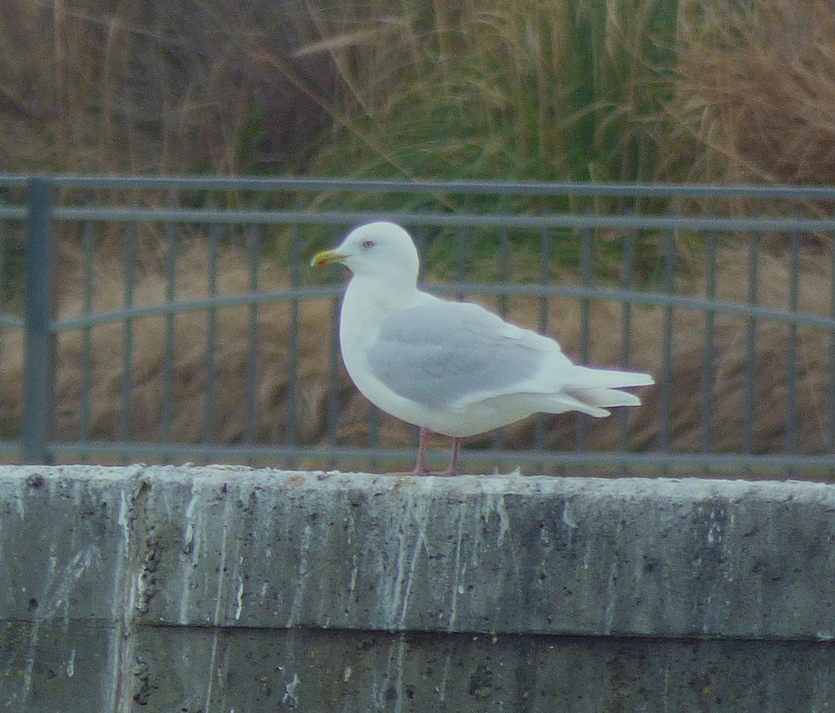 Мартин гренландський - ML647317426