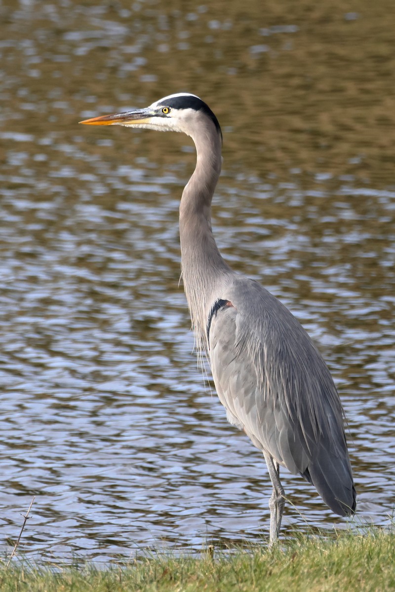 Чапля північна - ML647317427
