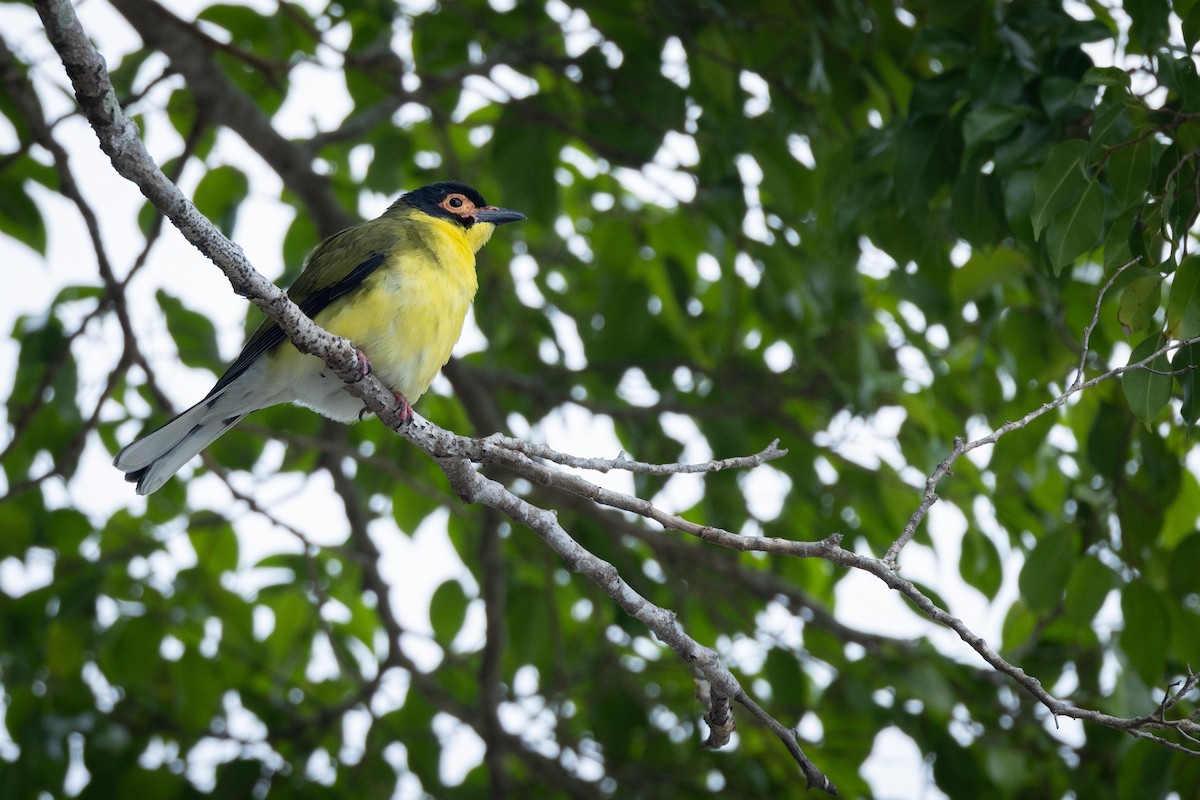 Телюга австралійська - ML647317430