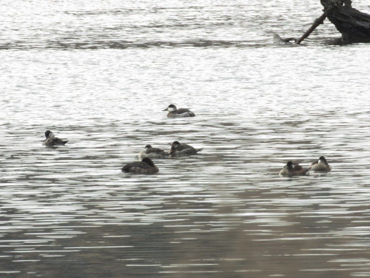 Савка американська - ML647317431