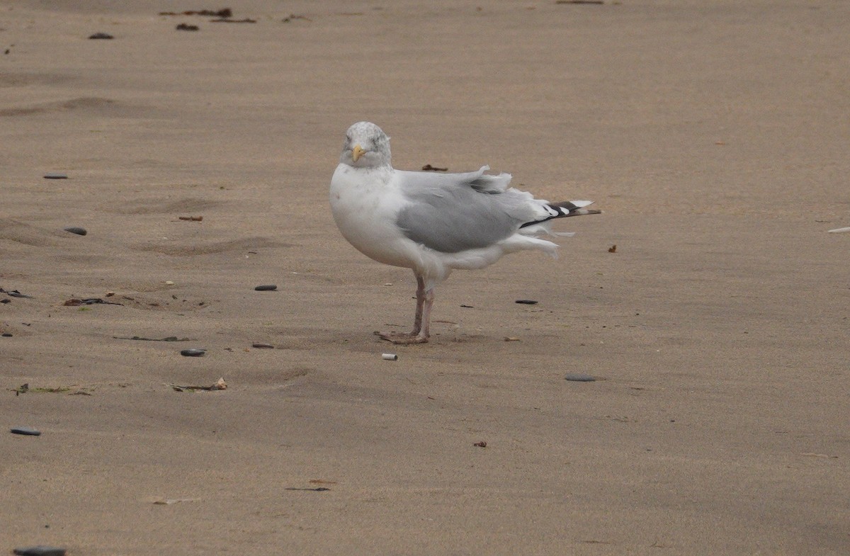 Мартин сріблястий - ML647317432