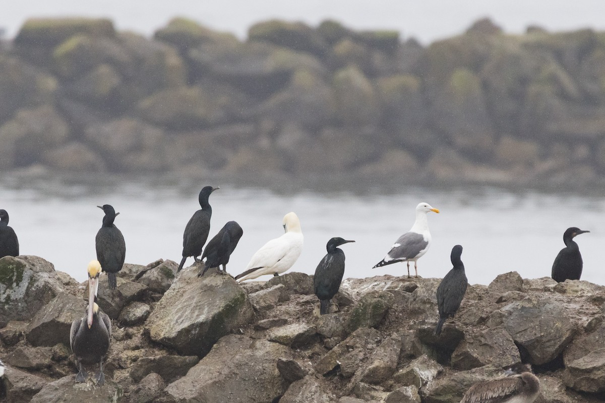 Сула атлантична - ML647317433