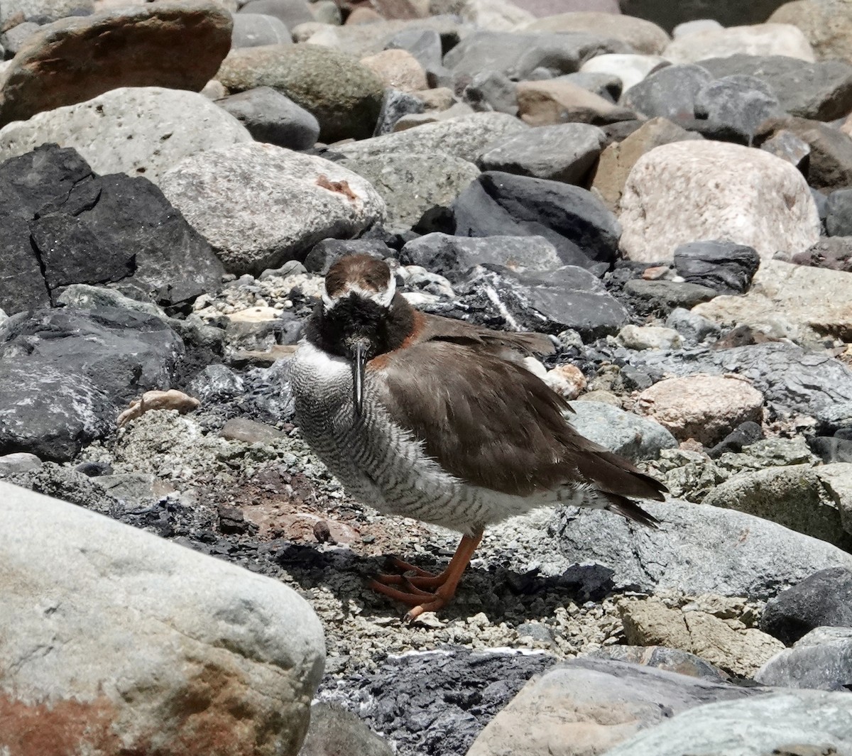 Пісочник андський - ML647317435