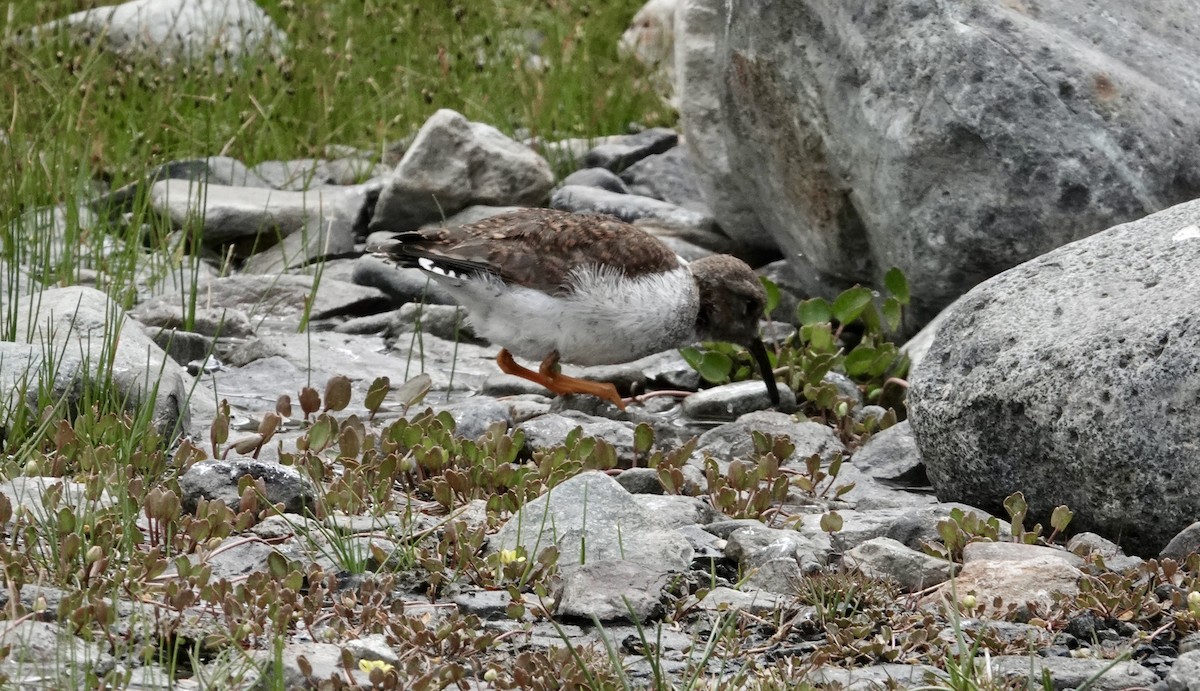Пісочник андський - ML647317436