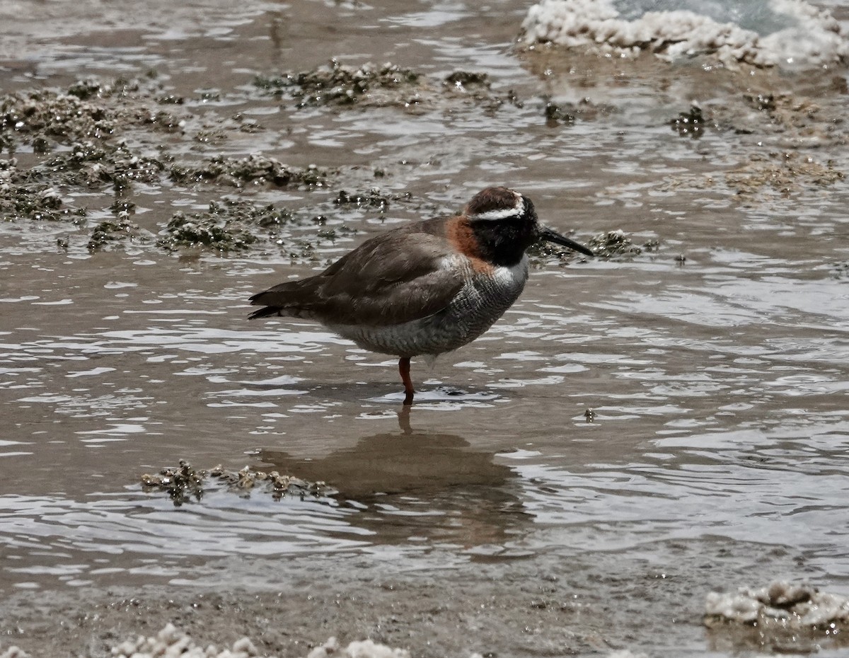 Пісочник андський - ML647317437