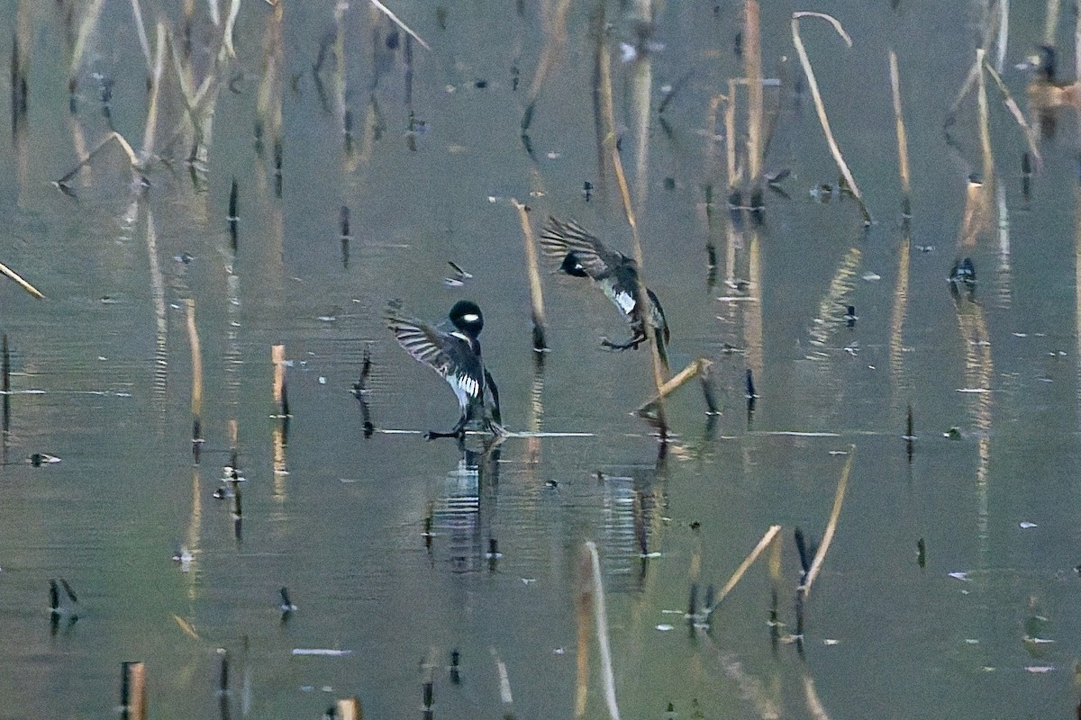 Гоголь малий - ML647317438