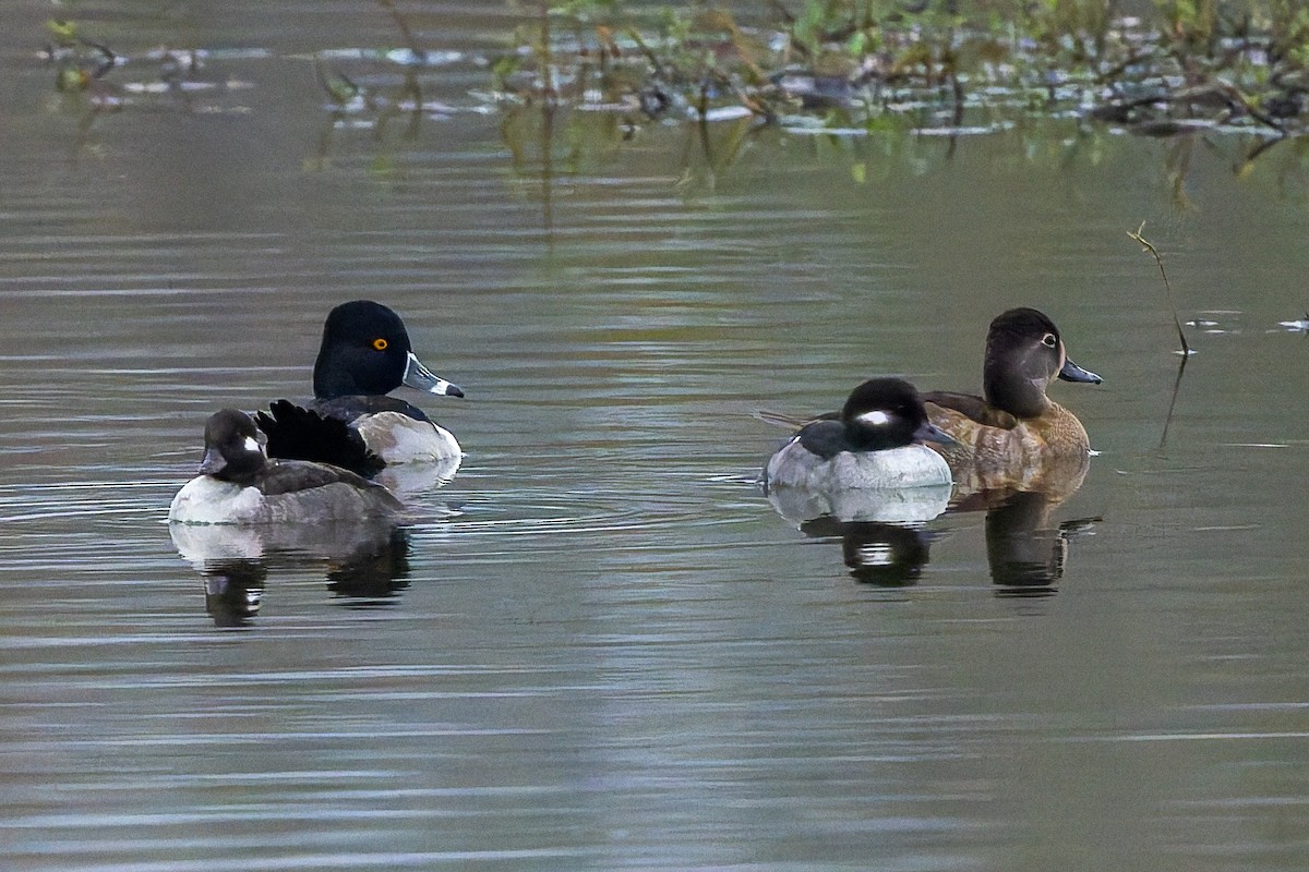 Гоголь малий - ML647317440