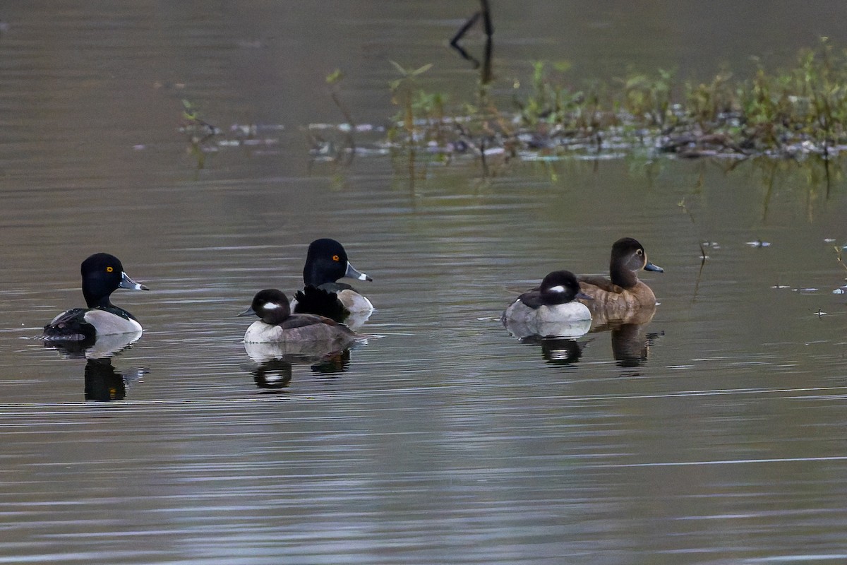 Гоголь малий - ML647317441