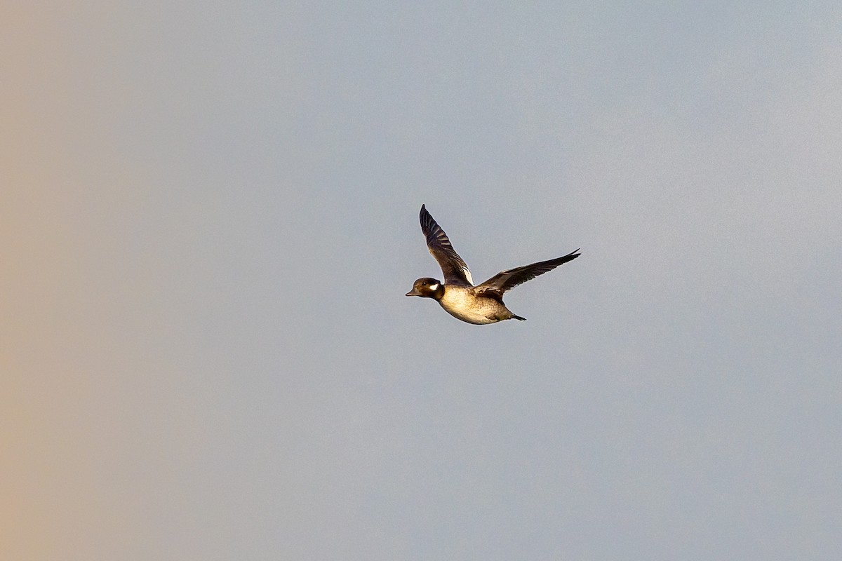 Гоголь малий - ML647317443