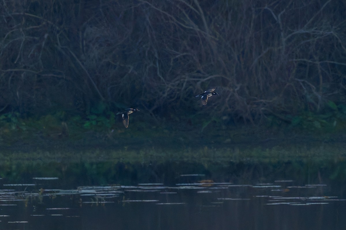 Гоголь малий - ML647317444