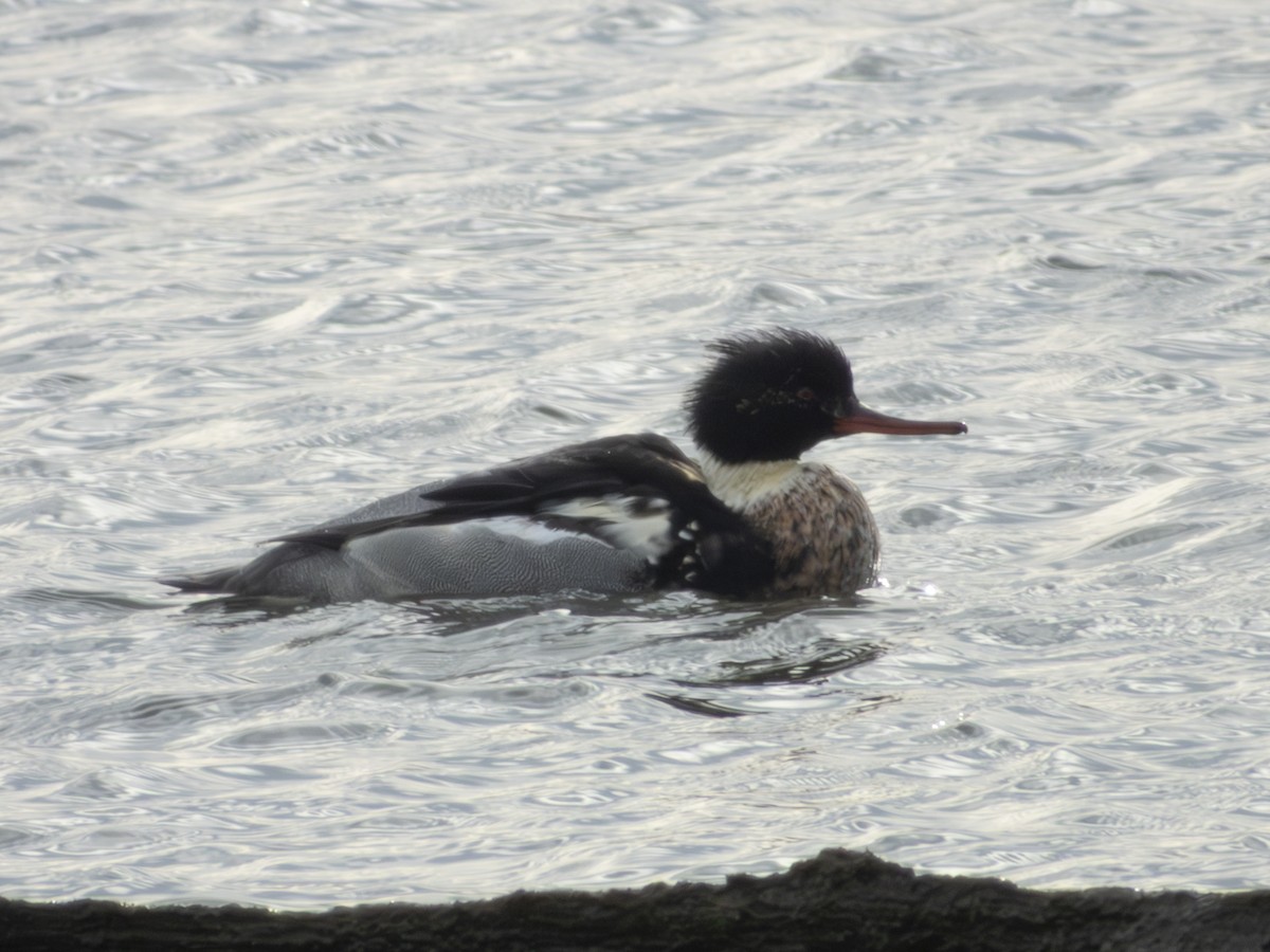 Крех середній - ML647317445
