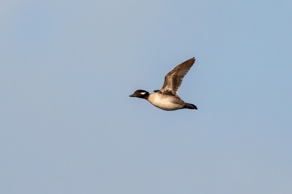 Гоголь малий - ML647317446