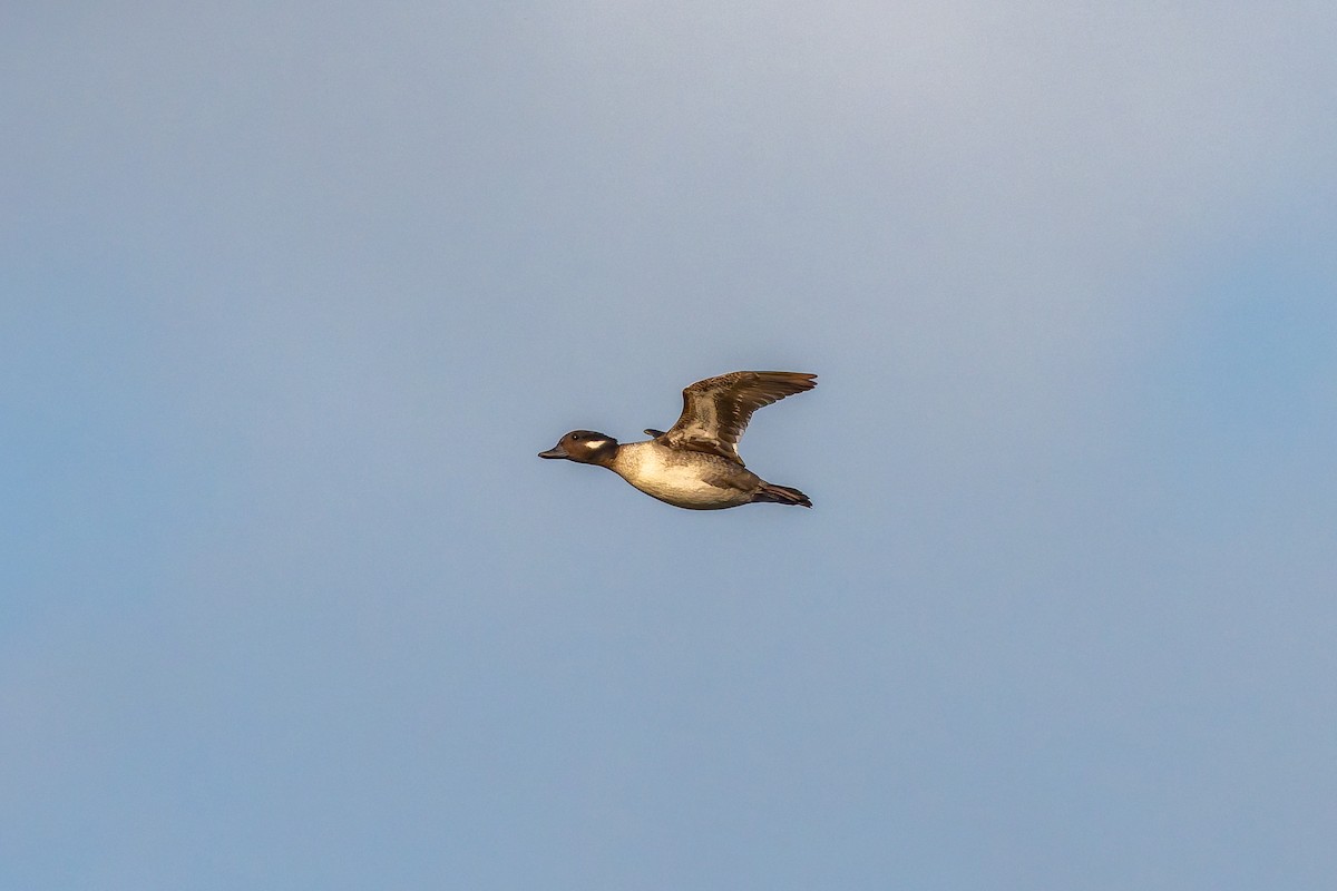 Гоголь малий - ML647317448