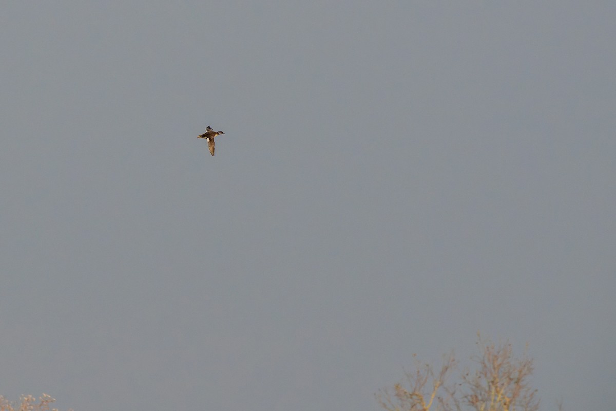 Гоголь малий - ML647317449