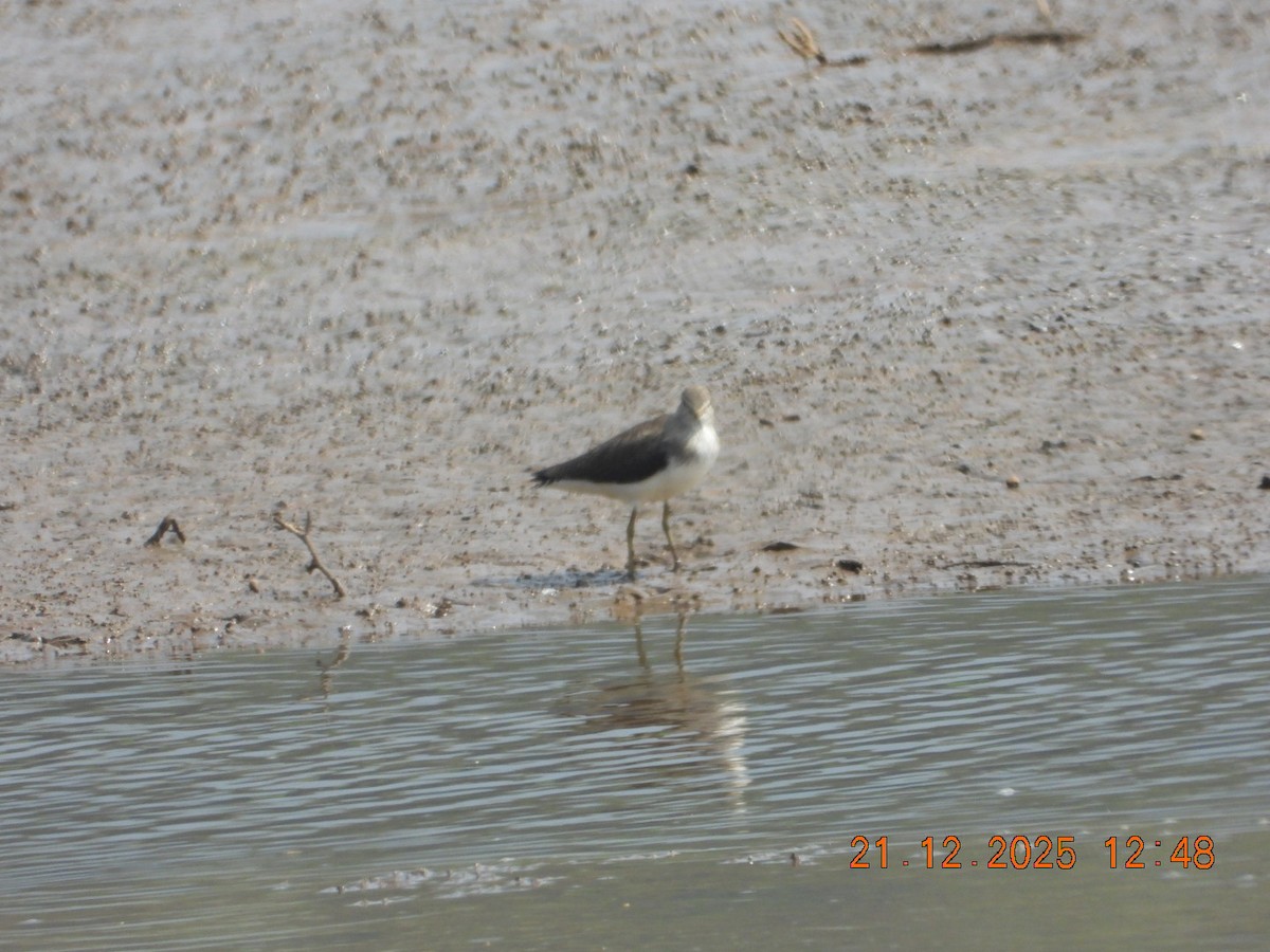 Коловодник лісовий - ML647317450