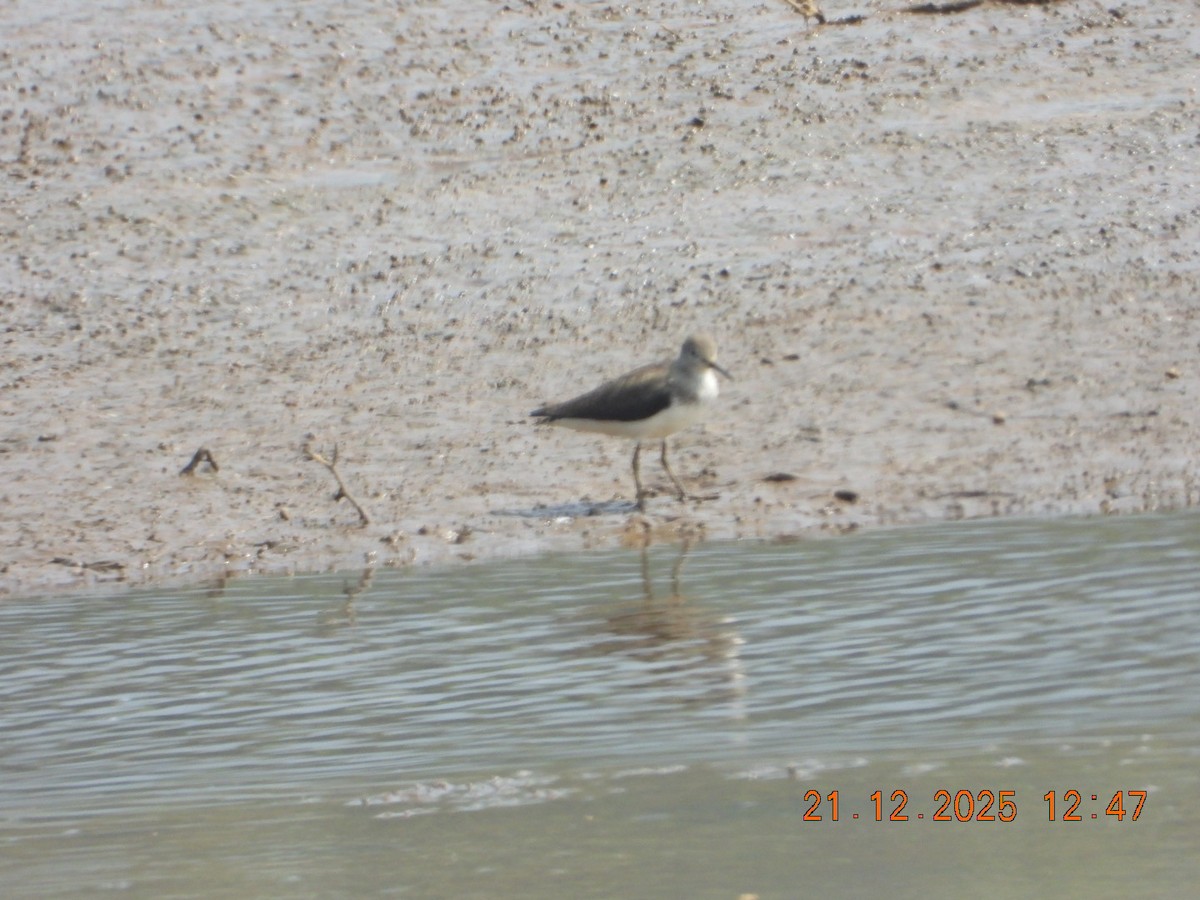 Коловодник лісовий - ML647317451