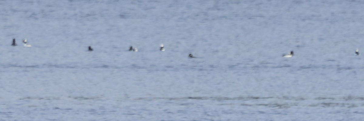 Гоголь малий - ML647317452