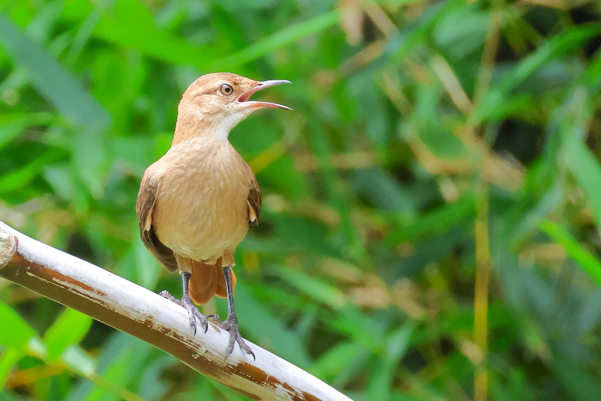 Горнеро рудий - ML647317453