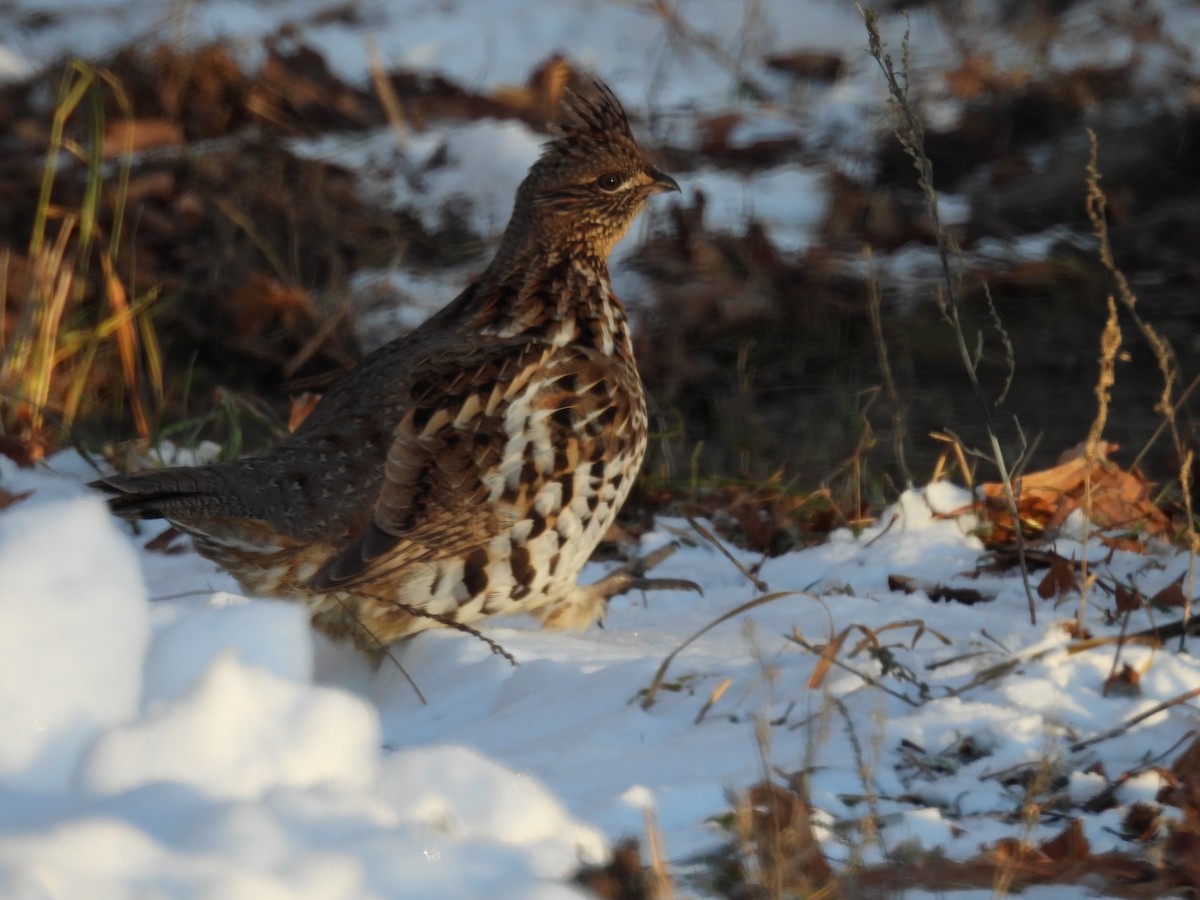 Ruffed Grouse - ML647317510