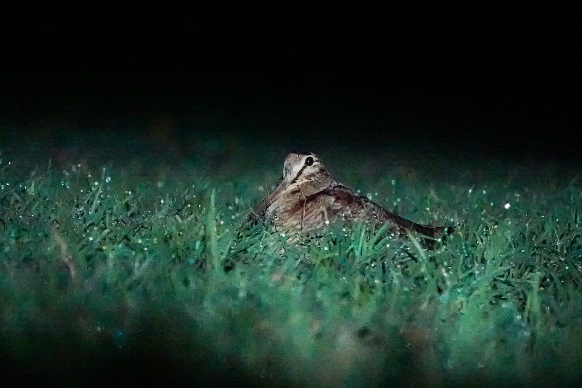 Oilagor eurasiarra - ML647317512