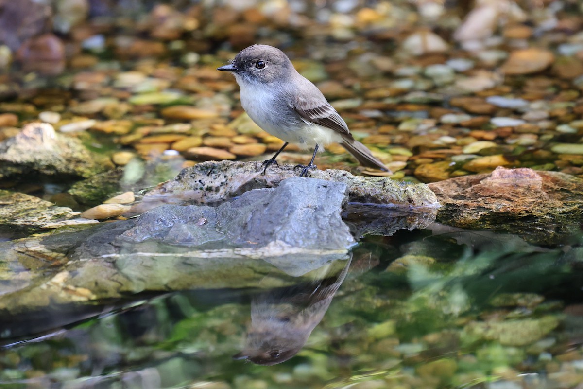 Eastern Phoebe - ML647317513