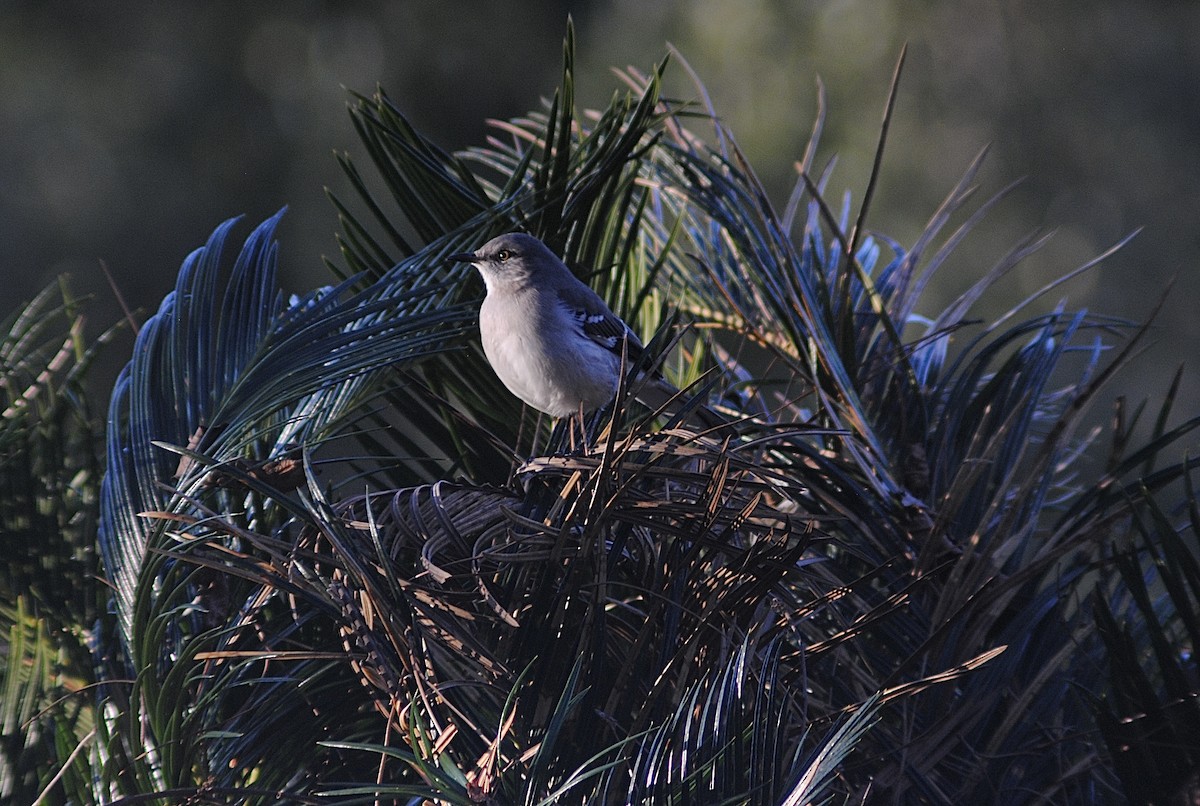 Пересмішник багатоголосий - ML647317518