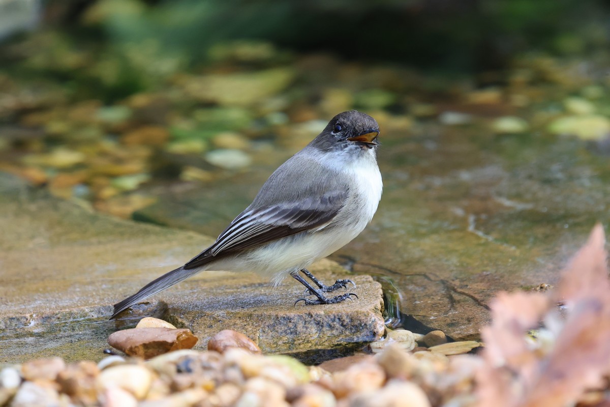 Eastern Phoebe - ML647317519