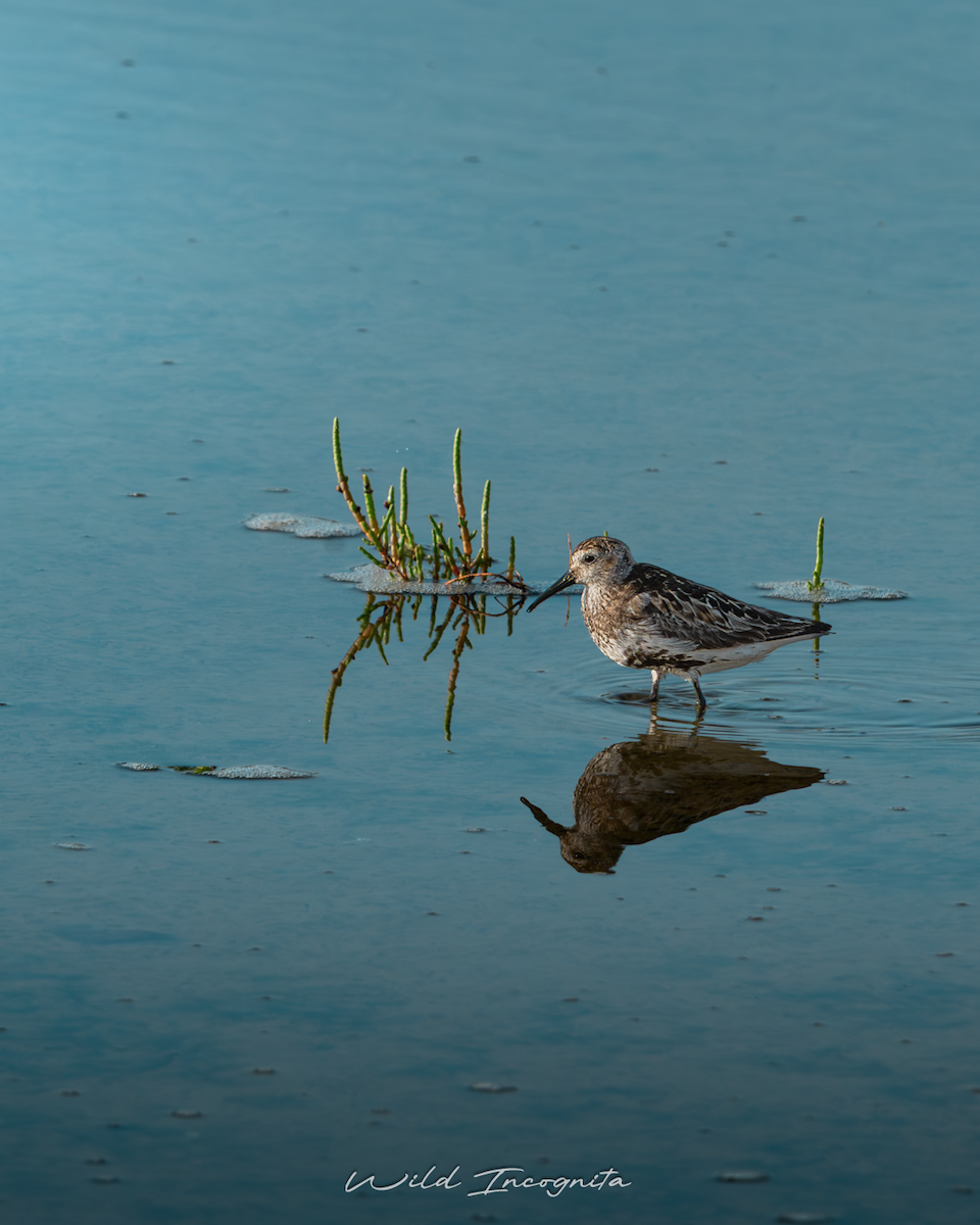 Dunlin - ML647317528