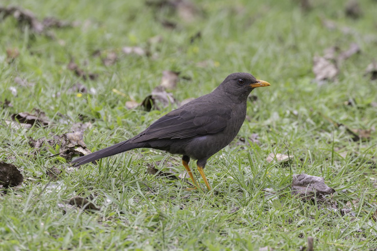 Great Thrush - ML647317532