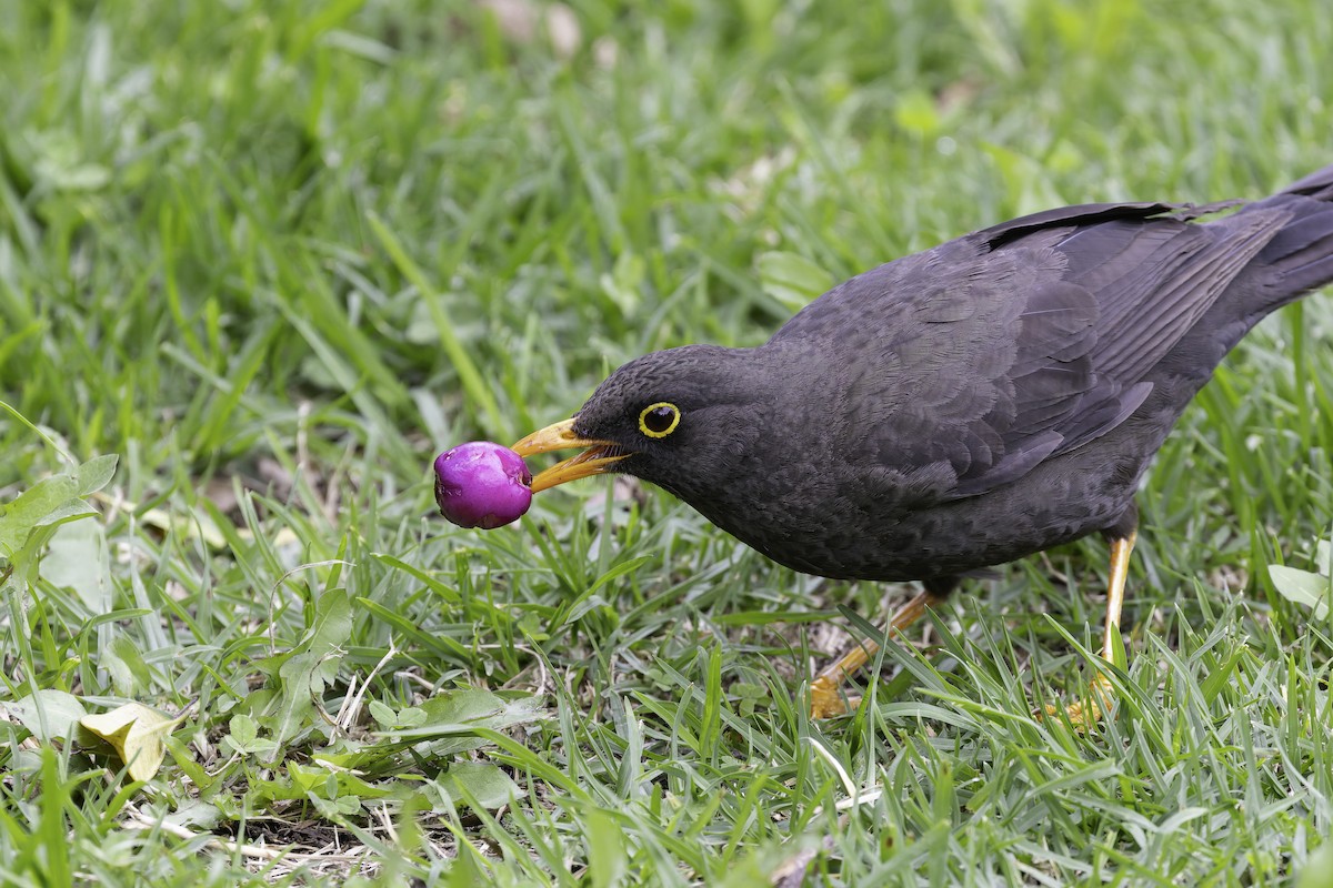 Great Thrush - ML647317533