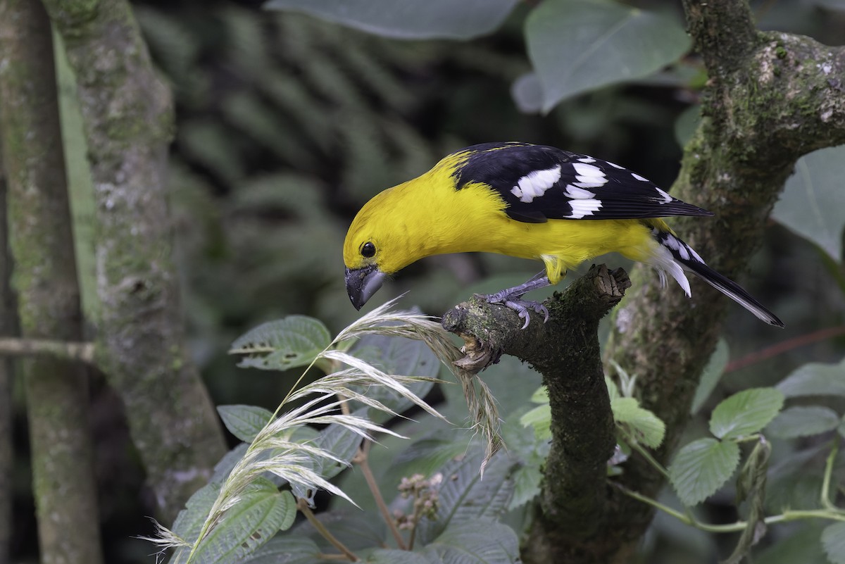 Golden Grosbeak - ML647317540