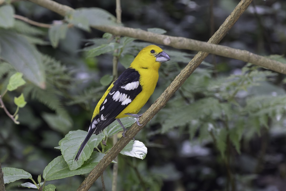 Golden Grosbeak - ML647317541