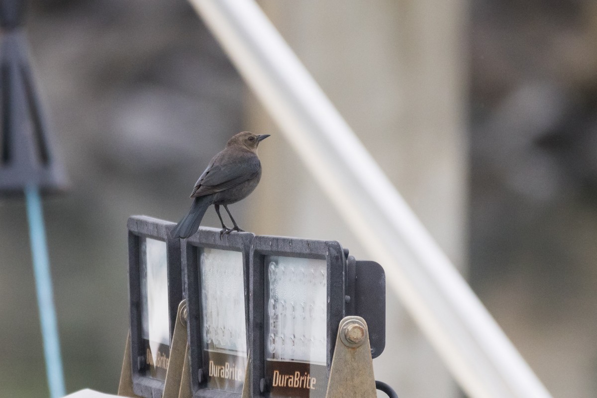 Brewer Karatavuğu - ML647317542