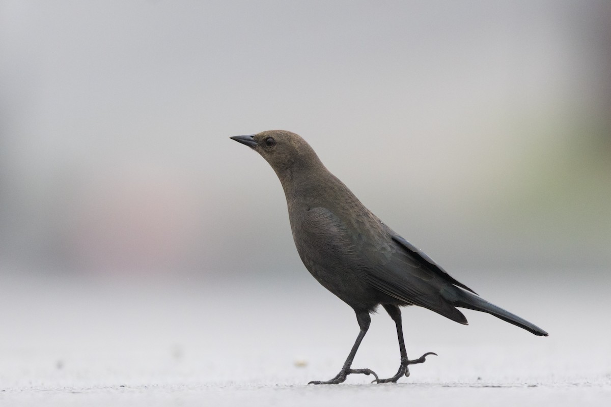 Brewer Karatavuğu - ML647317543