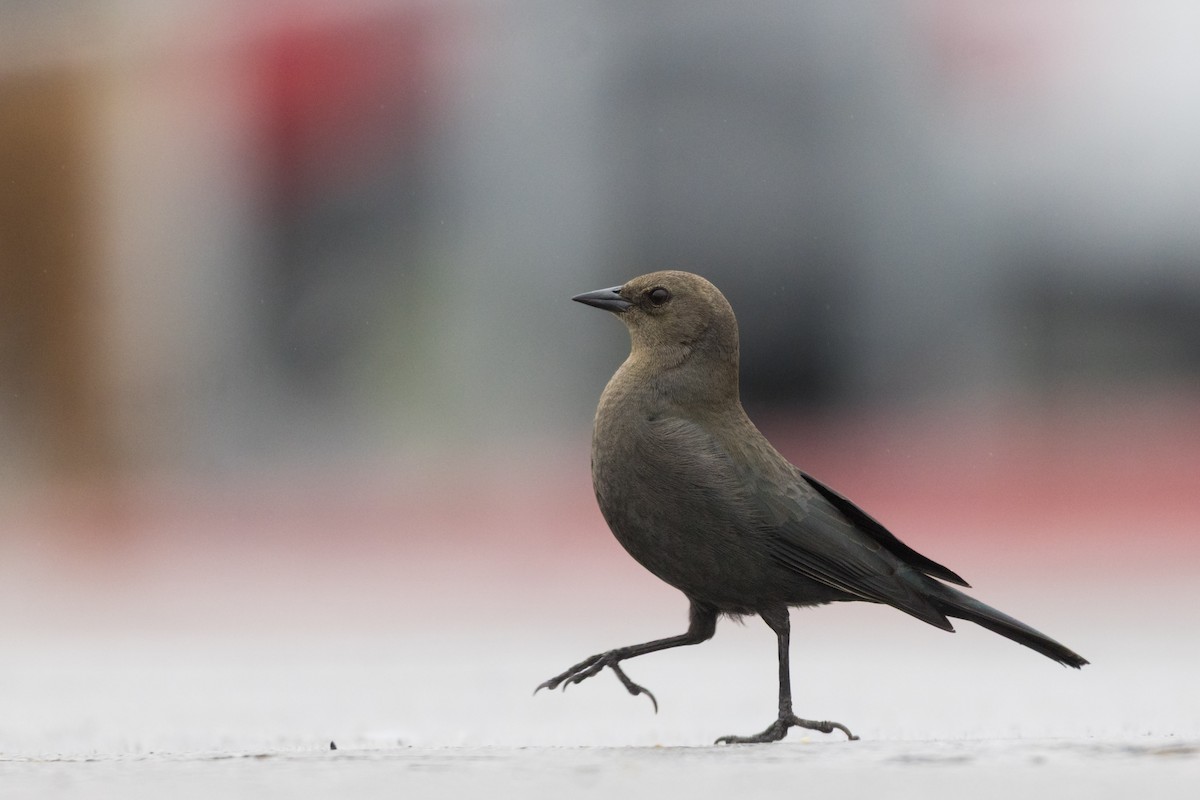 Brewer Karatavuğu - ML647317544