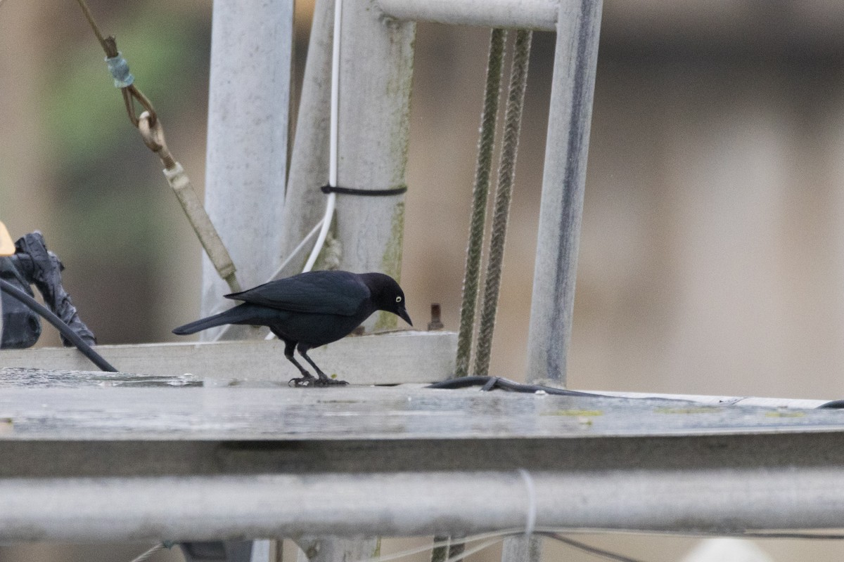 Brewer Karatavuğu - ML647317545