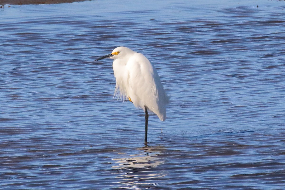 eBird Checklist - 21 Dec 2025 - Bald Point SP - 4 species