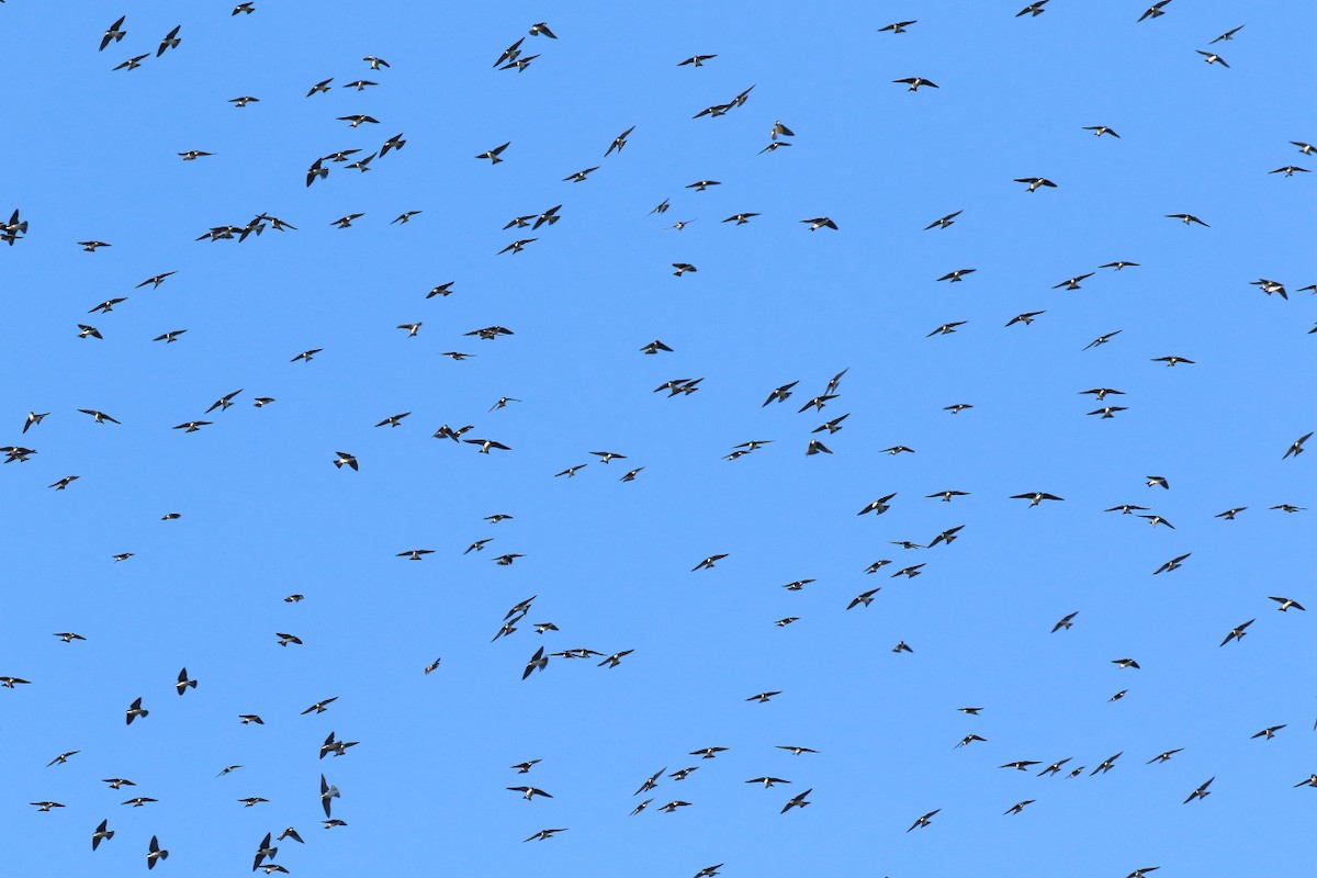 Tree Swallow - ML647317560